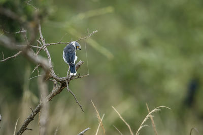Close-up of bird perching on branch