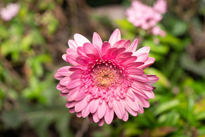 Flor rosa en el parque 