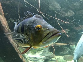 Close-up of fish swimming in aquarium