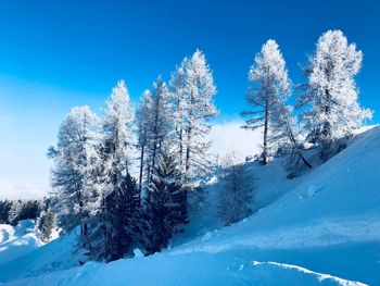 Snow covered trees against blue sky