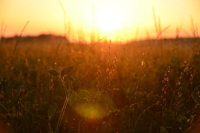 Close-up of wheat growing on field at sunset