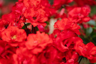 Close-up of yellow flowering plant