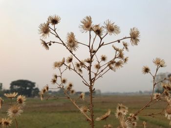 Close-up of flowering plants on field against sky