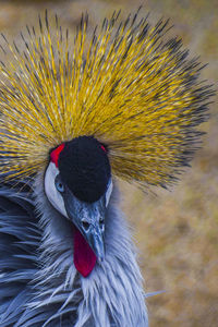 Close-up of a bird