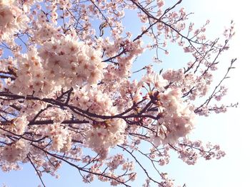 Low angle view of cherry blossoms against sky