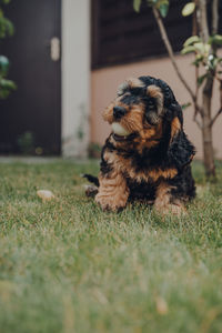 Cute two month old cockapoo puppy in a garden, playing with a ball, selective focus.