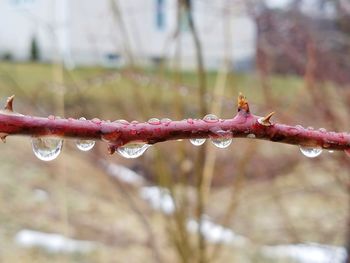 Close-up of plant against water