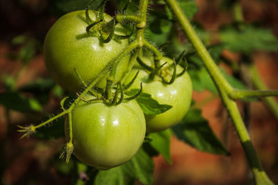 Close-up of lemon growing on tree