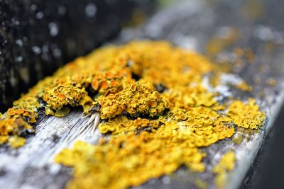 Close-up of yellow lichen on fence