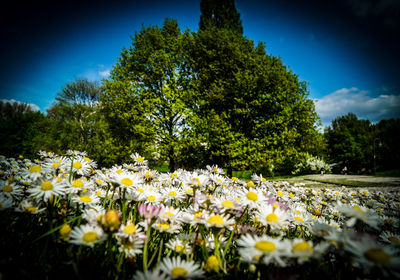 White flowers blooming in field