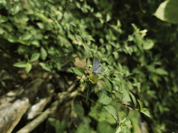 Close-up of butterfly pollinating flower