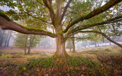 Trees in forest