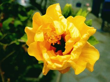 Close-up of yellow rose blooming in garden