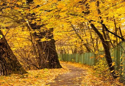 Footpath amidst trees during autumn