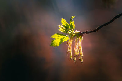 Close-up of wilted plant