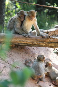 Monkey sitting on rock