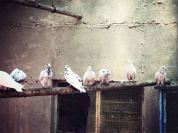 Pigeons perching on railing