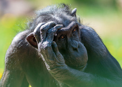 Chimpanzee scratching its head