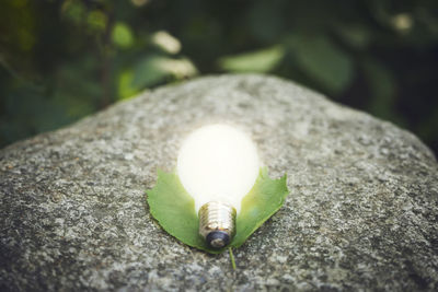 Illuminated light bulb on rock