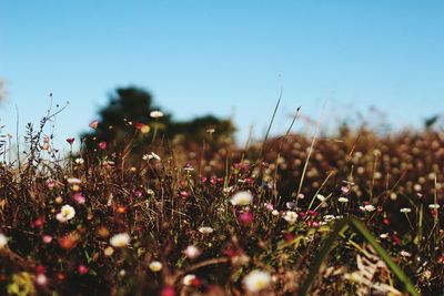 Close-up of flowering plants on field against sky