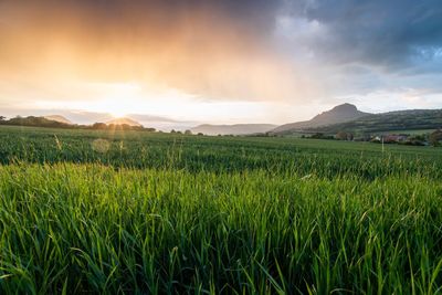 Scenic view of field against sky