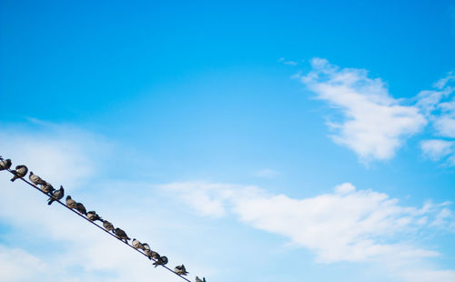 Low angle view of pigeons perching on cable against sky