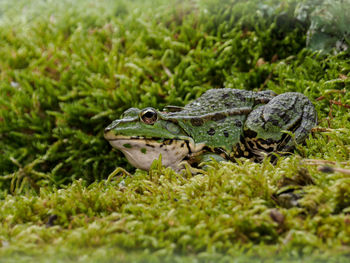 Close-up of lizard on rock