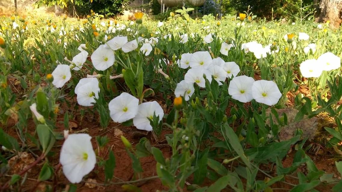 flower, plant, flowering plant, freshness, vulnerability, growth, white color, beauty in nature, fragility, field, nature, land, petal, day, flower head, grass, no people, close-up, green color, inflorescence, outdoors, springtime, spring, flowerbed