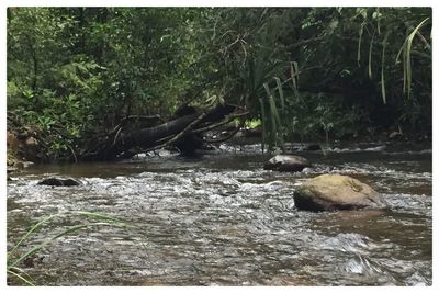 Stream flowing through forest