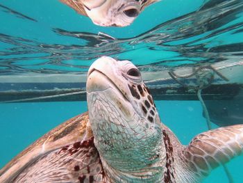 View of fish swimming in sea