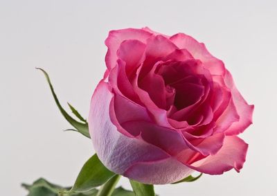 Close-up of pink rose over white background