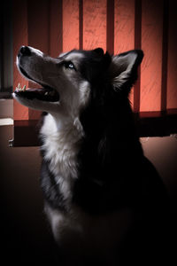 Close-up of a dog looking away