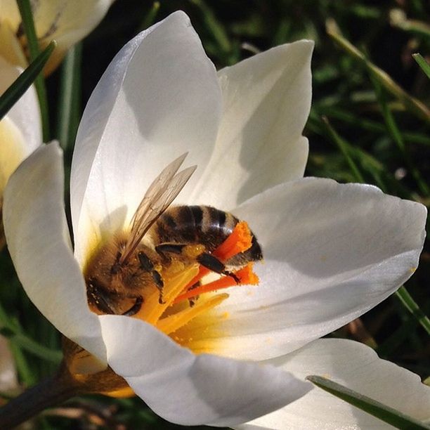 flower, petal, insect, flower head, animal themes, freshness, one animal, fragility, animals in the wild, wildlife, beauty in nature, close-up, pollen, pollination, growth, nature, single flower, white color, bee, blooming