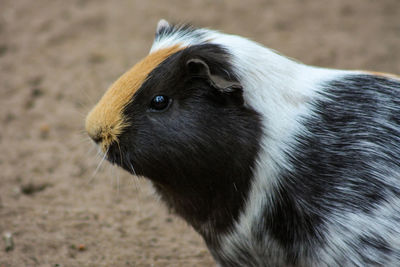 Close-up of an animal on field