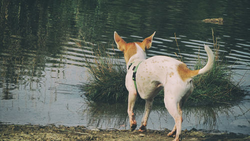 Horse standing by lake