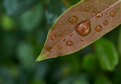 Close-up of raindrops on leaves during autumn