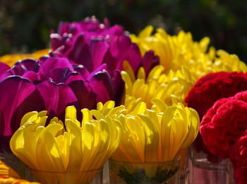 Close-up of multi colored tulips