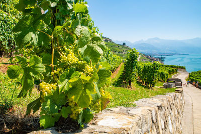 View of vineyard against sky