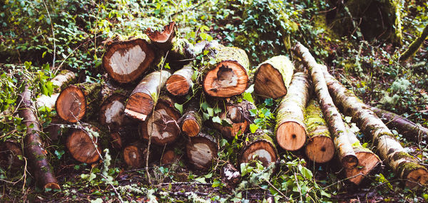 Stack of logs in forest