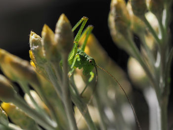 Close-up of insect on plant