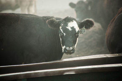 Portrait of cow
