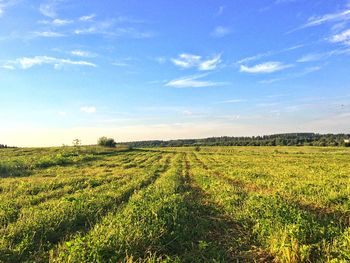 Scenic view of field against clear sky