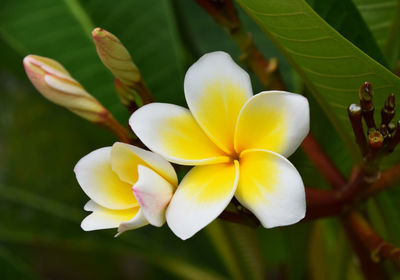 Close-up of white flowers