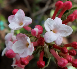 Close-up of pink orchid blooming outdoors