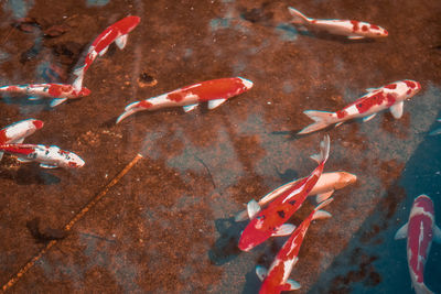 Fish swimming in sea