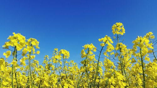 Low angle view of yellow flowers on field against clear sky