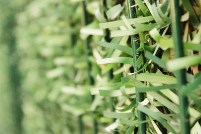 Close-up of green leaves on field