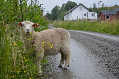 Portrait of sheep on field by road