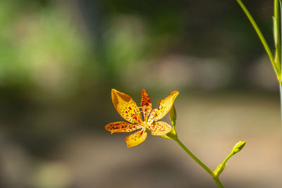 Close-up of yellow flower against blurred background