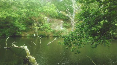 Reflection of trees in water